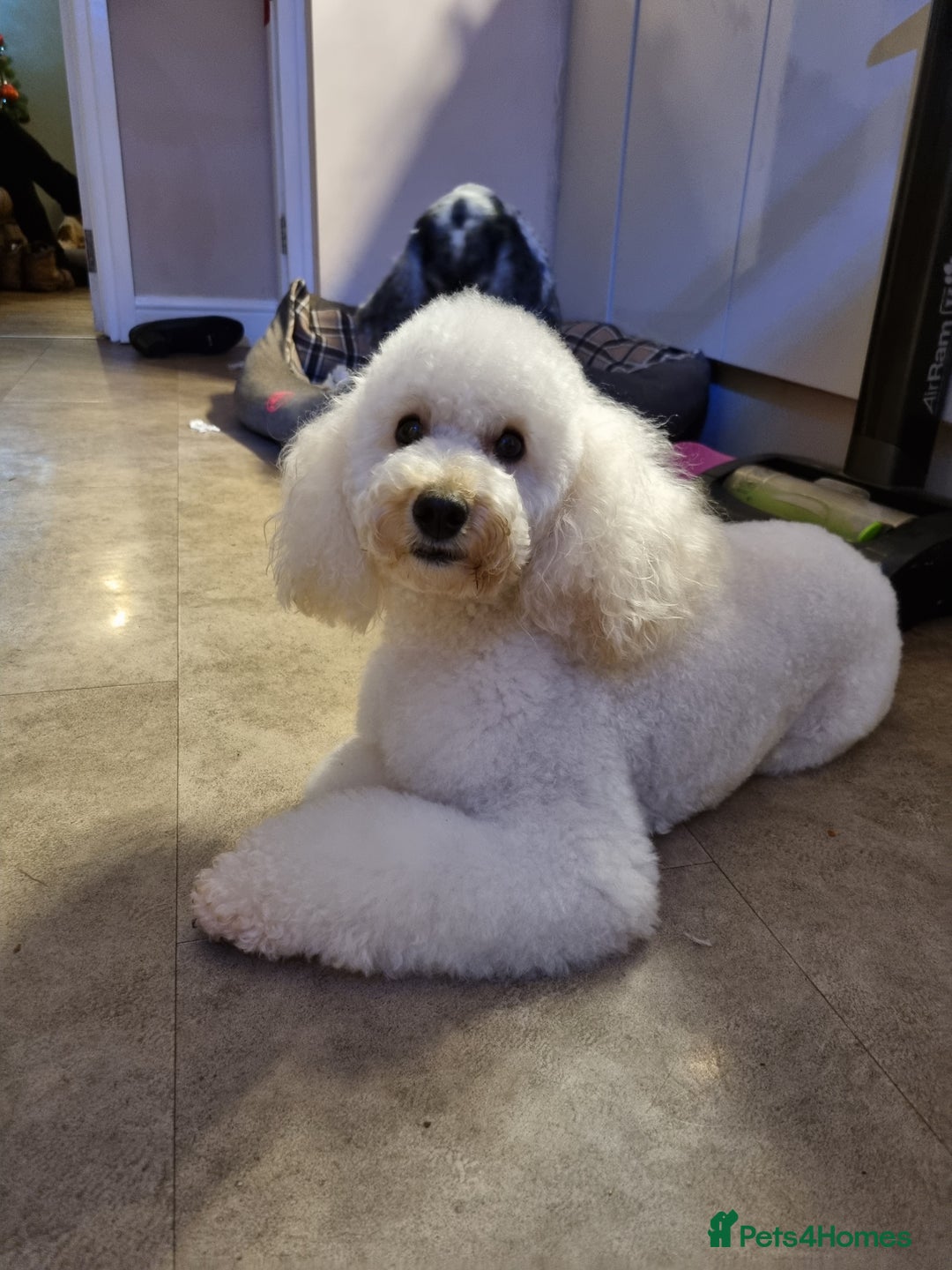 Miniature Poodle dogs for stud: Gorgeous miniature poodle  in Shepton Mallet - Advert 2