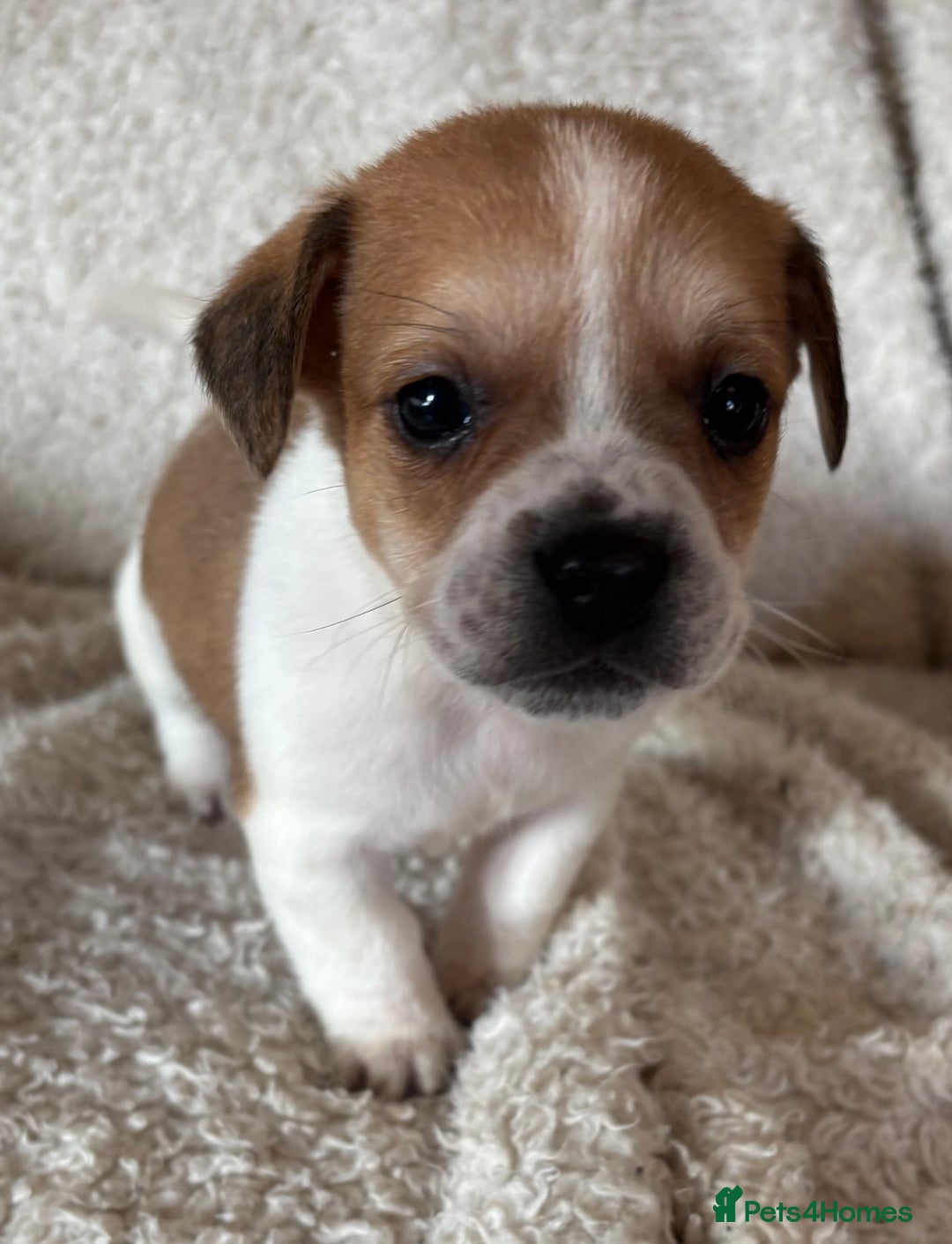 Mixed Breed dogs for sale: Frenchie cross Jack Russell puppies  - Advert 4