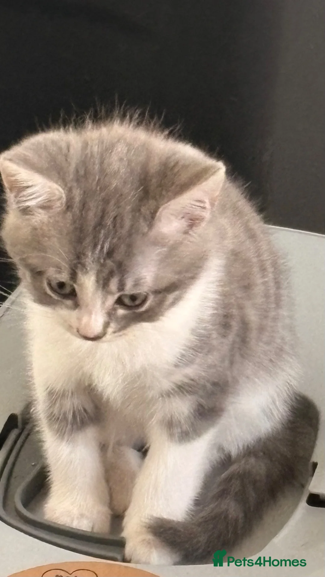 Maine Coon cats for sale: Maine coon cross kittens - Advert 2