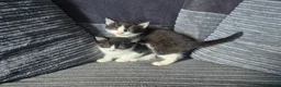 Mixed Breed cats for sale: Gorgeoeus mixed Breed kittens - Advert 6