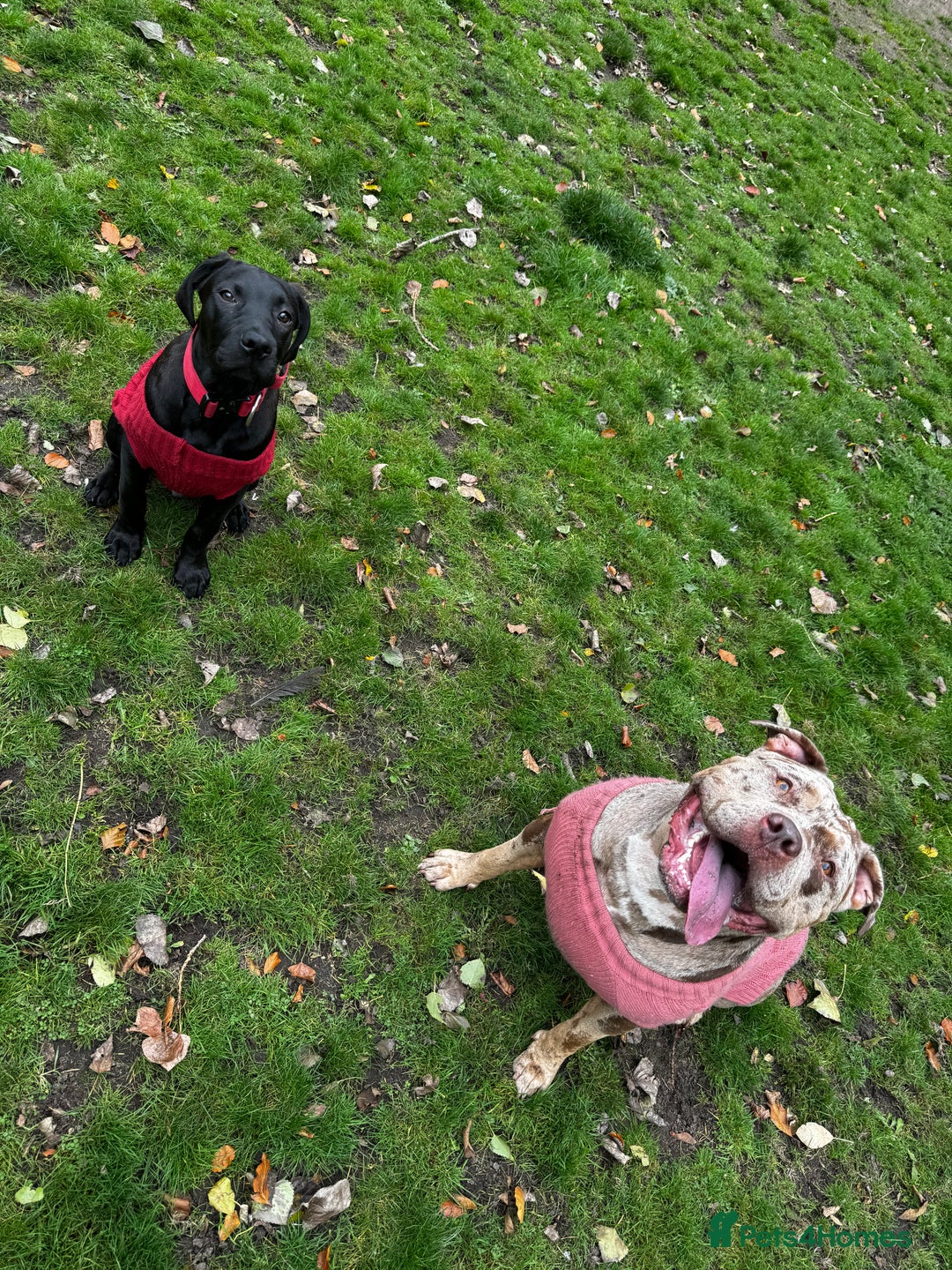 Mixed Breed dogs for sale: Experienced home needed! Presa X lab  - Advert 5