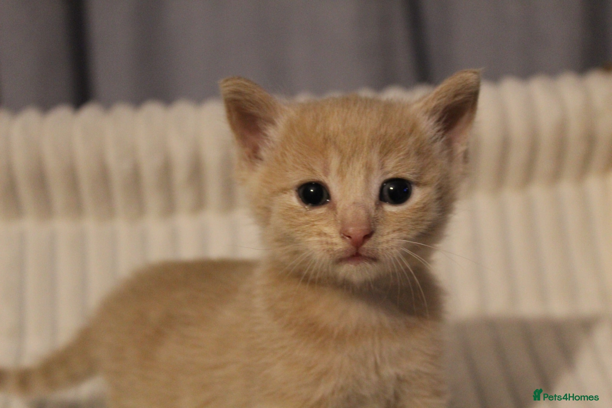 British Shorthair cats Stunning british short hair kittens 🐱  - Advert 1