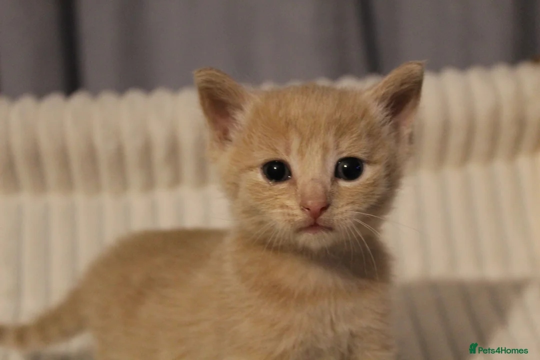 British Shorthair cats for sale: Stunning british short hair kittens 🐱  - Advert 1