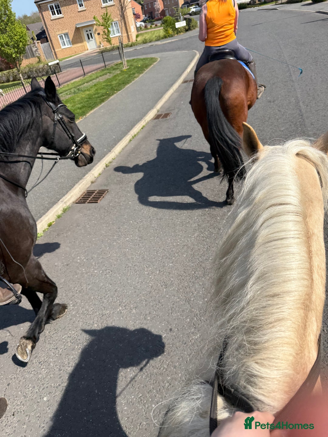 Welsh Section D horses for sale: 🐴14.3h Welsh section d palomino mare 🐴  - Advert 7