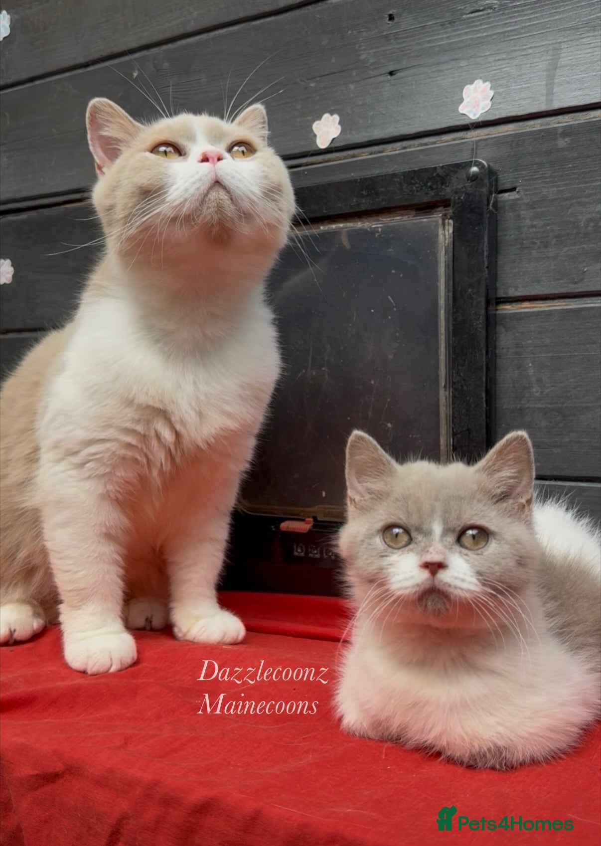 British Shorthair cats Active TICA registered BSH female 🐻  - Advert 3