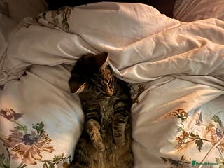 British Shorthair cats 14 week old female kitten - Advert 13