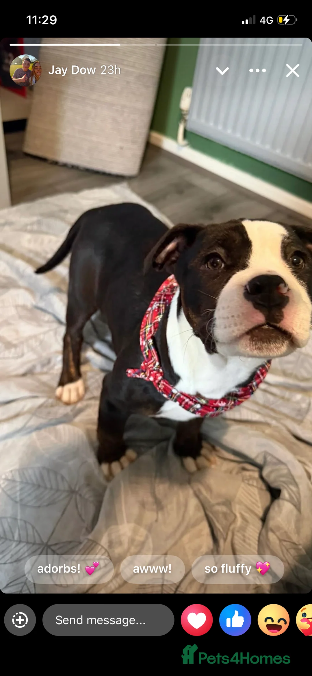 Mixed Breed dogs for sale: Rhodesian ridgeback x presa canario puppy  - Advert 2