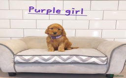 Cockapoo dogs for sale: F1 Cockapoo puppies - Advert 2