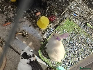 English rabbits - Advert 1