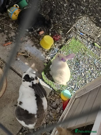 English rabbits - Advert 1