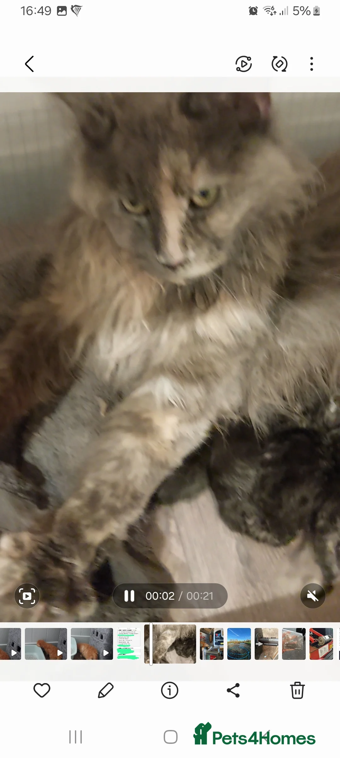 Maine Coon cats for sale: TICA REGISTERED DNA CLEAR MAINE Coons 🐈🐈🐈 - Advert 7