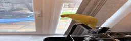 Ringnecks birds for sale: Beautiful Pair of Ringneck Parrots  Sunny & Silky - Advert 6