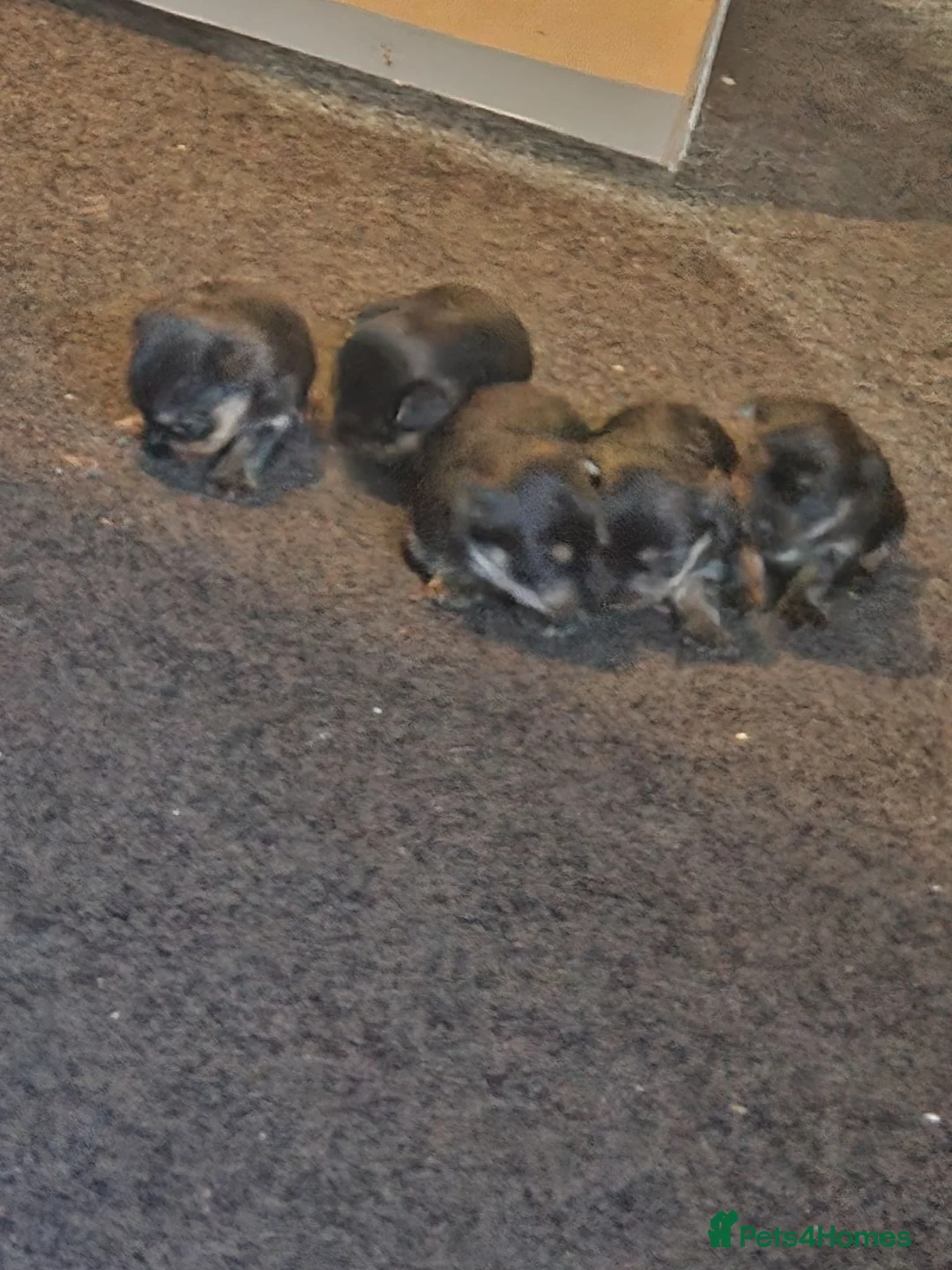 Yorkshire Terrier dogs for sale: Beautiful yorkshire terrier puppies  - Advert 2