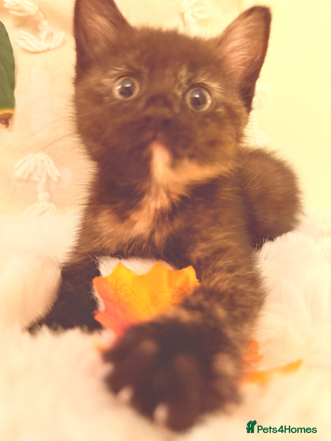 Mixed Breed cats for sale: 5 floofy kittens ready to find their forever homes - Image 2