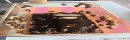 Snails invertebrates for sale: Giant African Land Snails  in Polegate - Advert 2