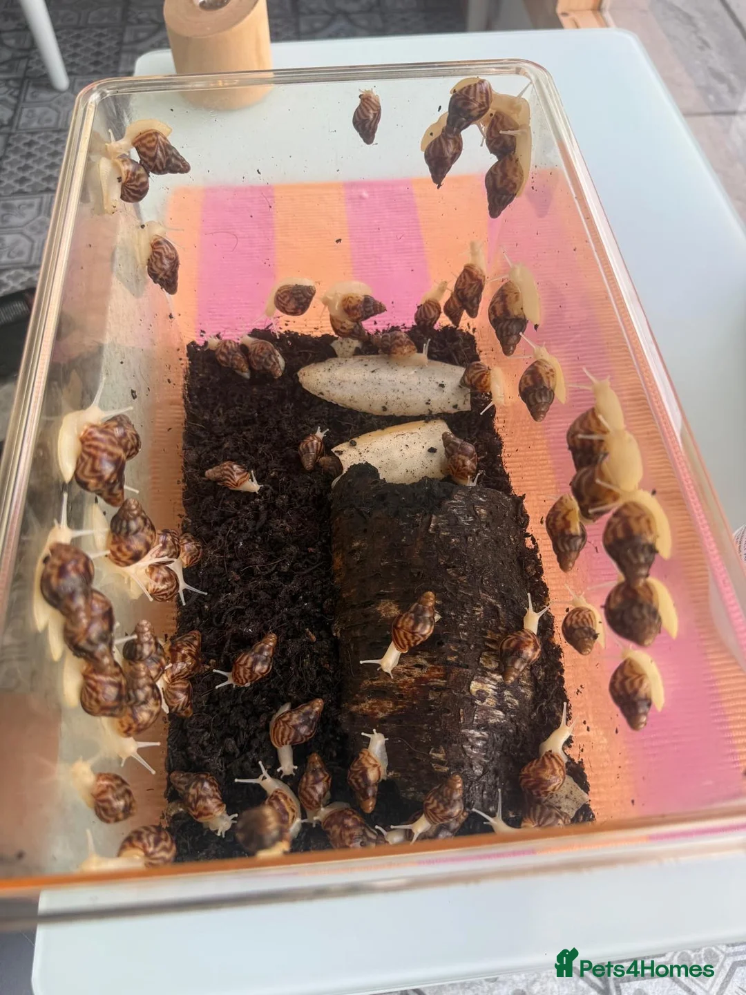 Snails invertebrates for sale: Giant African Land Snails  in Polegate - Advert 2