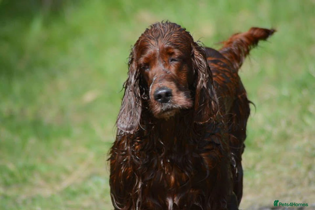Irish Setter dogs for sale: Quality Irish setter puppies KC Registered - Advert 19