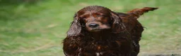 Irish Setter dogs for sale: Quality Irish setter puppies KC Registered - Advert 29
