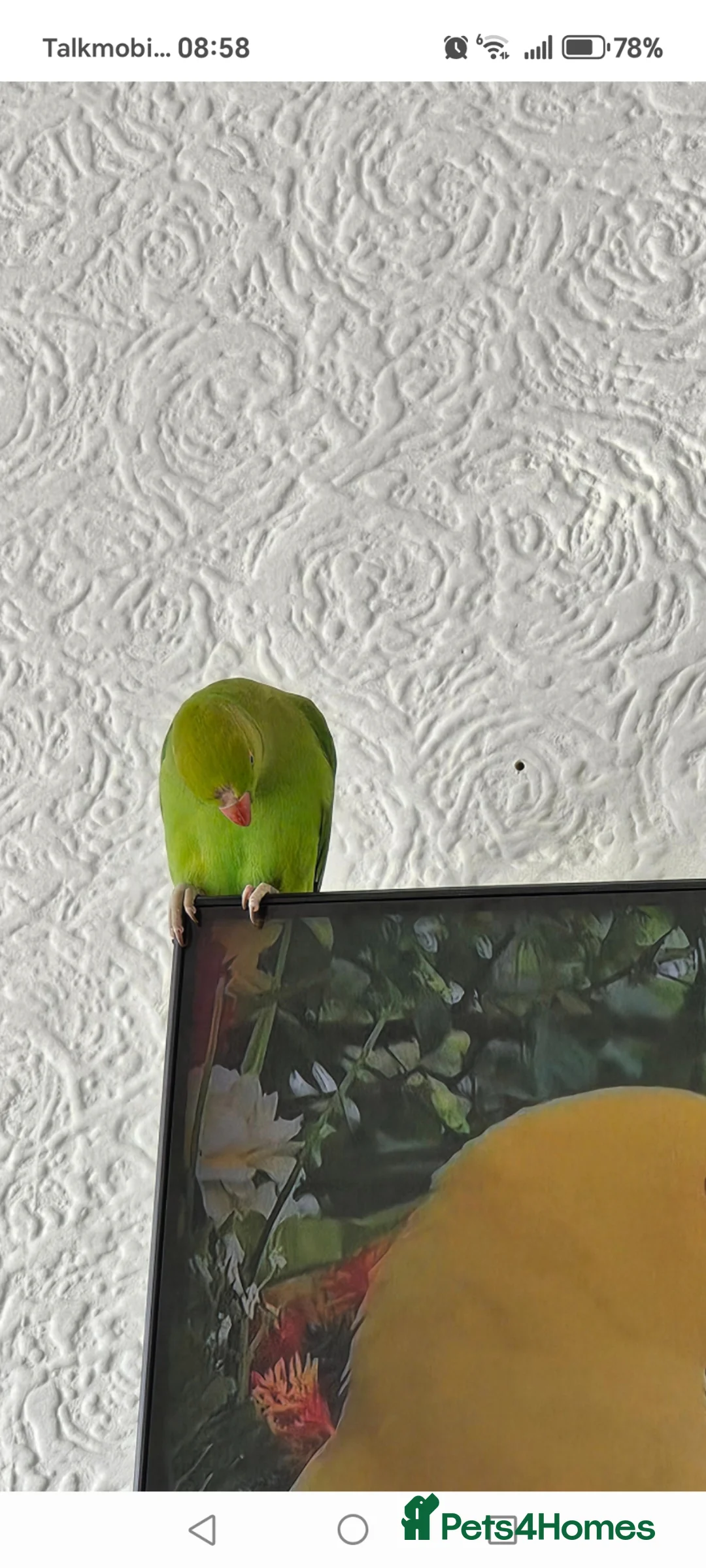 Parrots birds for sale: Indian Ringneck parrot and other  - Advert 2