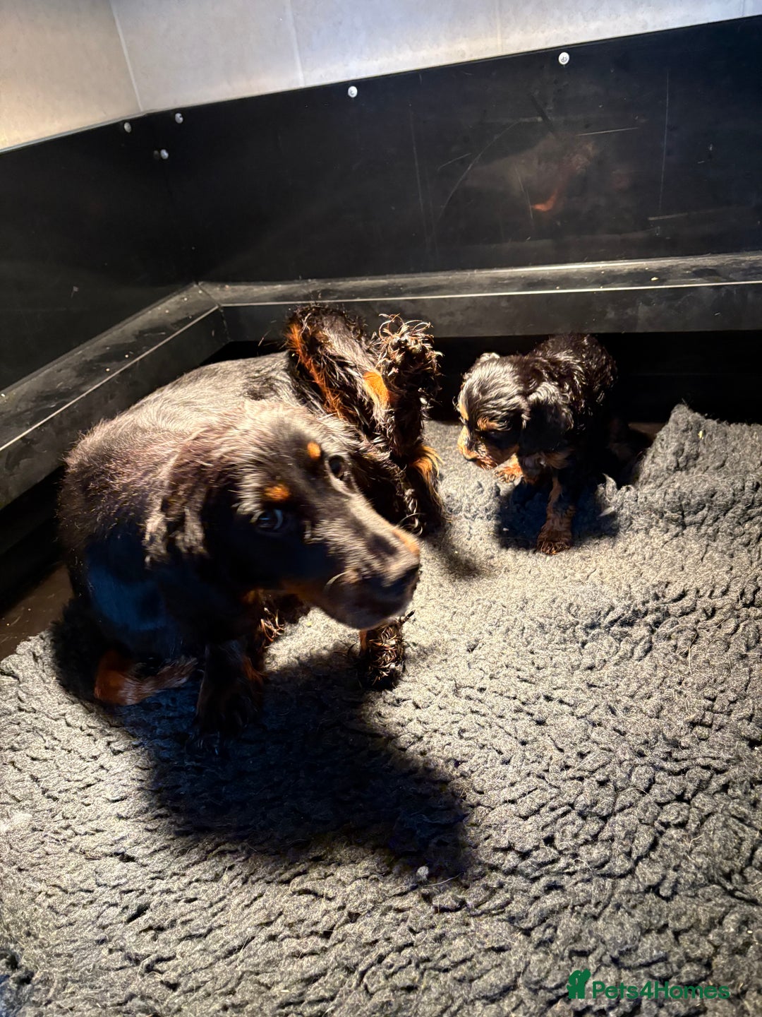 Cockapoo dogs for sale: Miniature cockapoos - Image 1