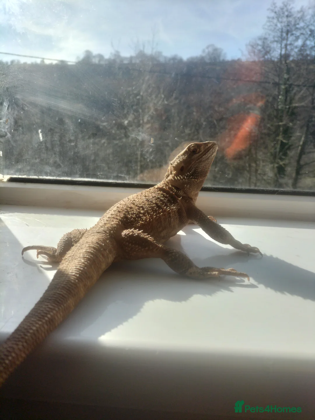 Bearded Dragon reptiles for sale: Bearded dragon/ full set up in Treharris - Advert 1