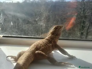 Bearded Dragon reptiles Bearded dragon/ full set up in Treharris - Advert 9