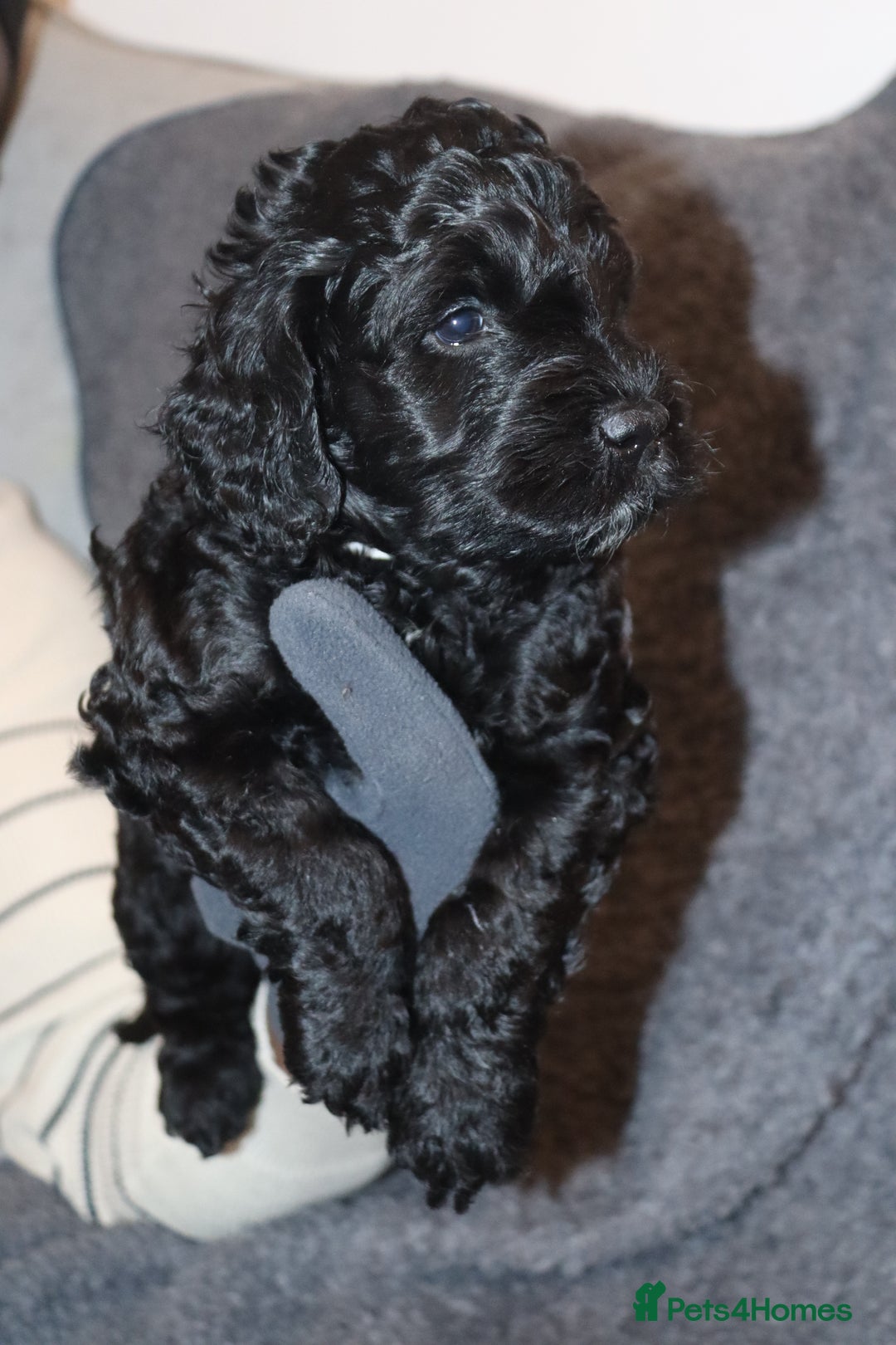 Cockapoo dogs for sale: Adorable Puppies Looking for Their Forever Homes! - Advert 15