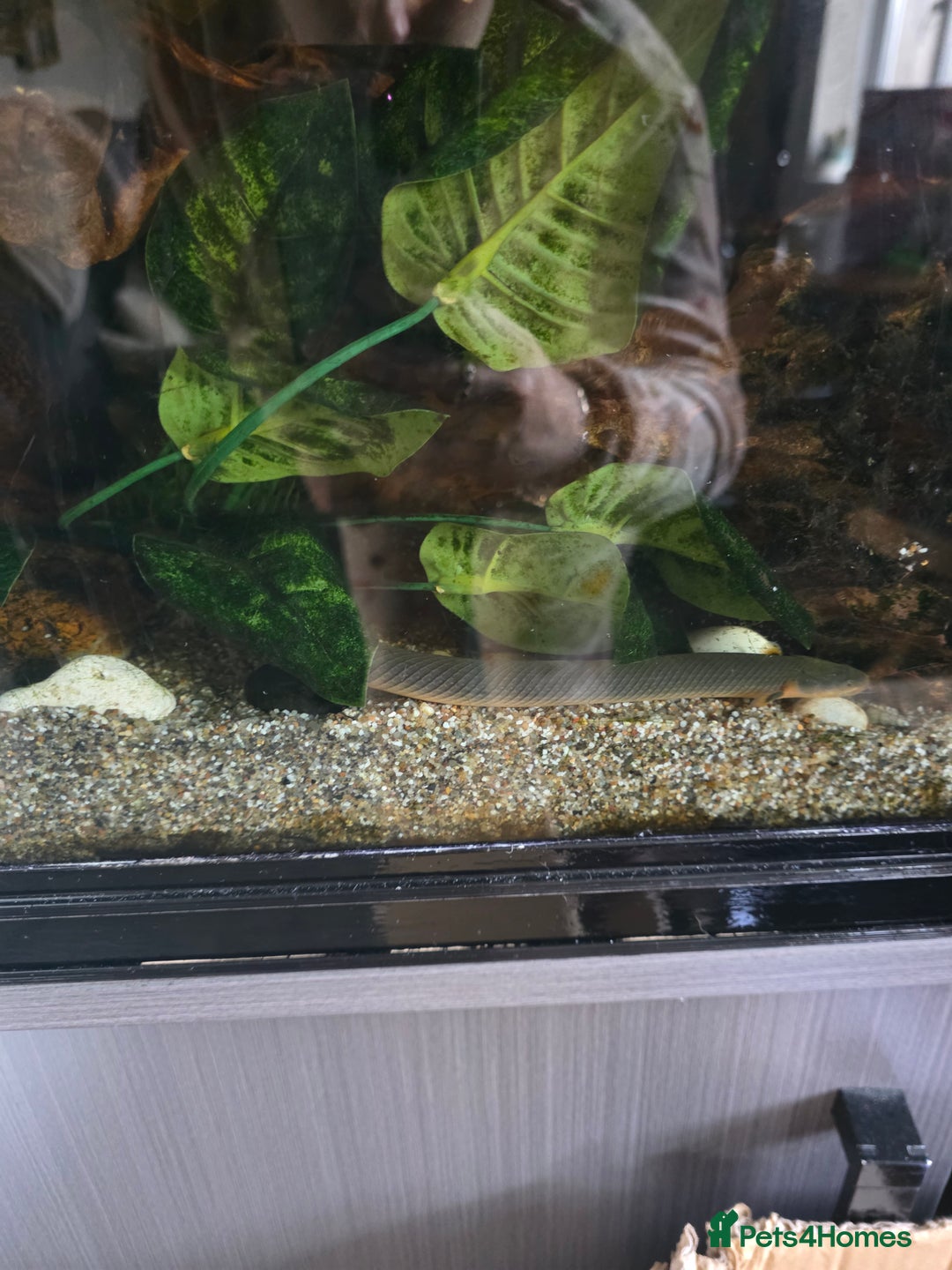 Angelfish fish for sale: Various fish - Image 5