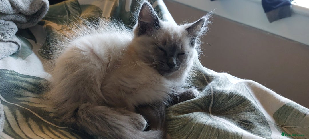 Ragdoll cats for sale: Ragdolls ready for forever homes 😻 2 males left  in Biggar - Image 9