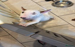 English Bull Terrier dogs for sale: English bull terrier puppies  - Image 11