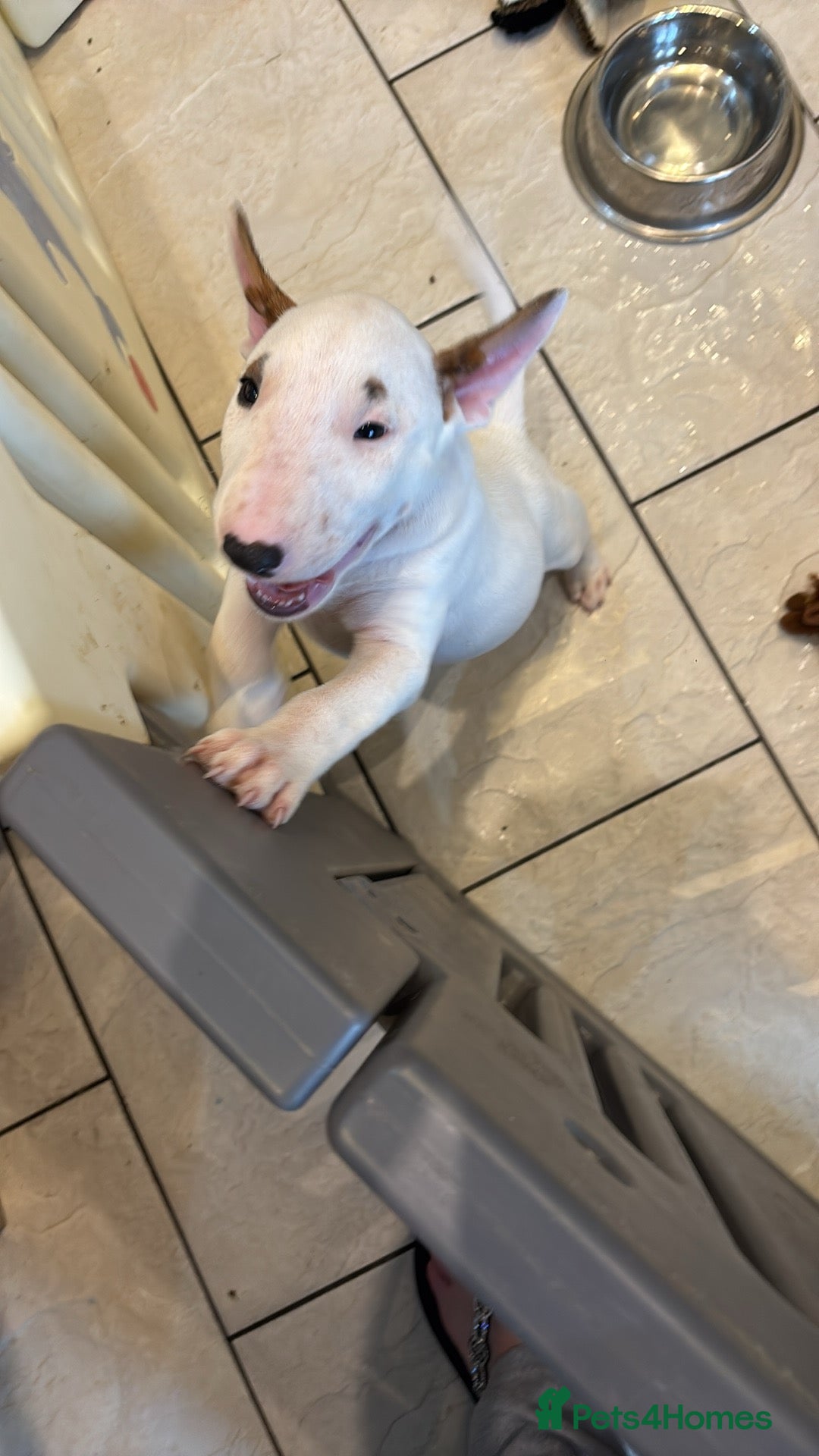 English Bull Terrier dogs for sale: English bull terrier puppies  - Image 11