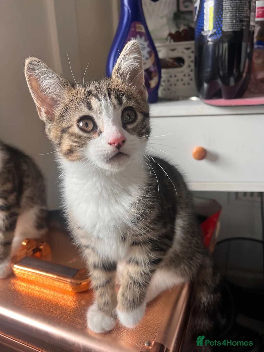 British Shorthair cats for sale: 2 boy kittens  - Advert 2