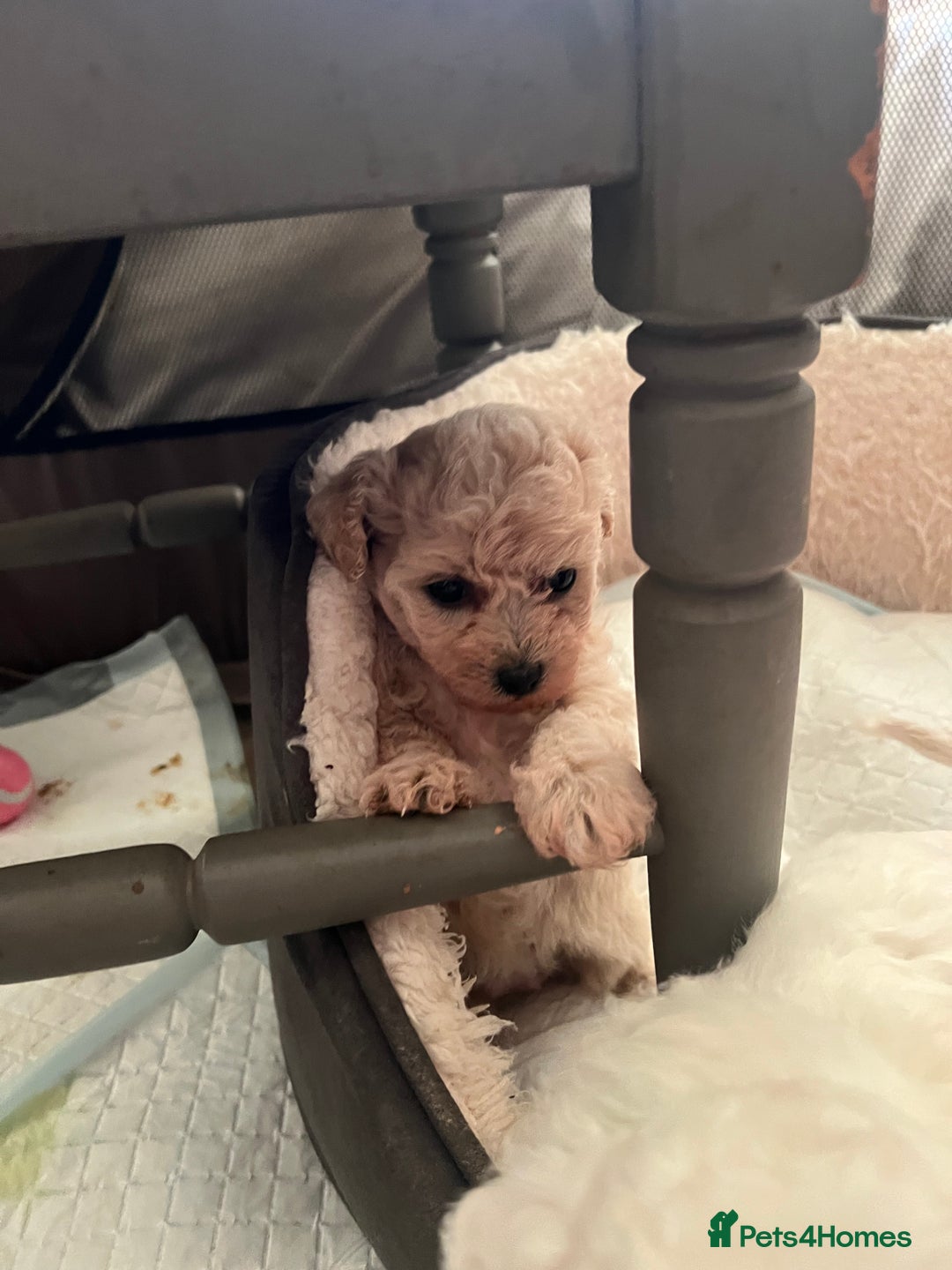 Poochon dogs for sale: Friendly, Gorgeous little Poochon girls - Advert 4