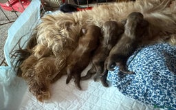 Shih Tzu dogs for sale: Adorable Shih Tzu puppies - Image 13