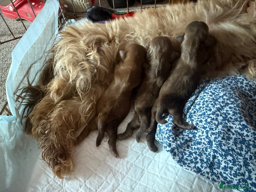 Shih Tzu dogs for sale: Adorable Shih Tzu puppies - Image 13