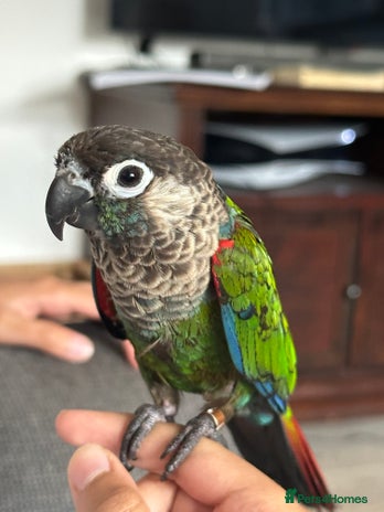 Conures birds - Advert 1