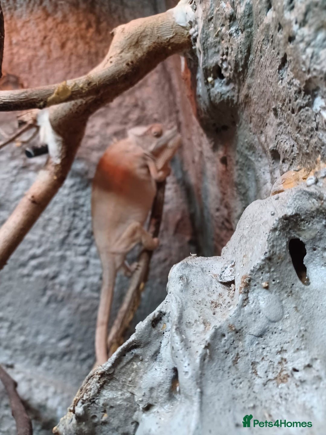 Chameleon reptiles for sale: Pair of Amilobe Panther Chameleons - Advert 3