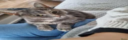Domestic Shorthair cats for sale: Lovely 8 year old cat seeking home - Advert 1