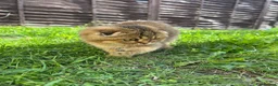 Scottish Fold cats for sale: Scottish Fold Kittens Looking for Loving Homes🏡❤️ - Advert 7