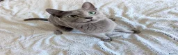 Russian Blue cats for sale: GCCF Registered Females – Kind, Gentle Lap Cats - Advert 5