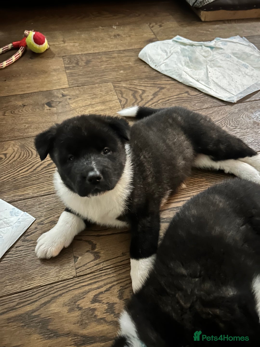 Akita dogs for sale: Akita Puppies for Sale - Advert 21