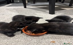 British Shorthair cats for sale: Beautiful black kittens - Image 6