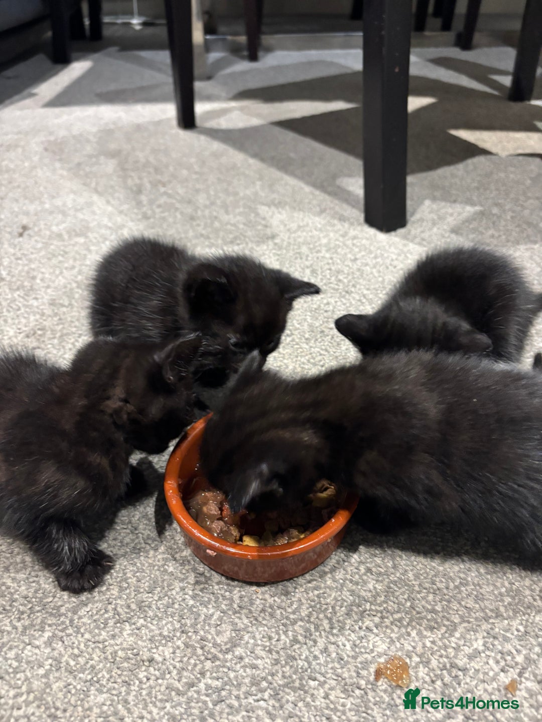 British Shorthair cats for sale: Beautiful black kittens - Image 6
