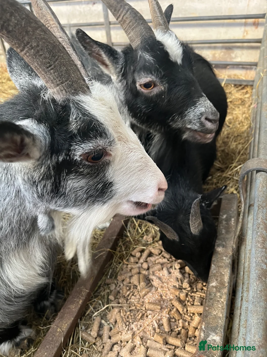 Goats livestock for sale: Female Pygmy goats - Advert 2