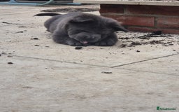 Mixed Breed dogs for sale: Chowxfrenchie Ready for new homes** - Image 9