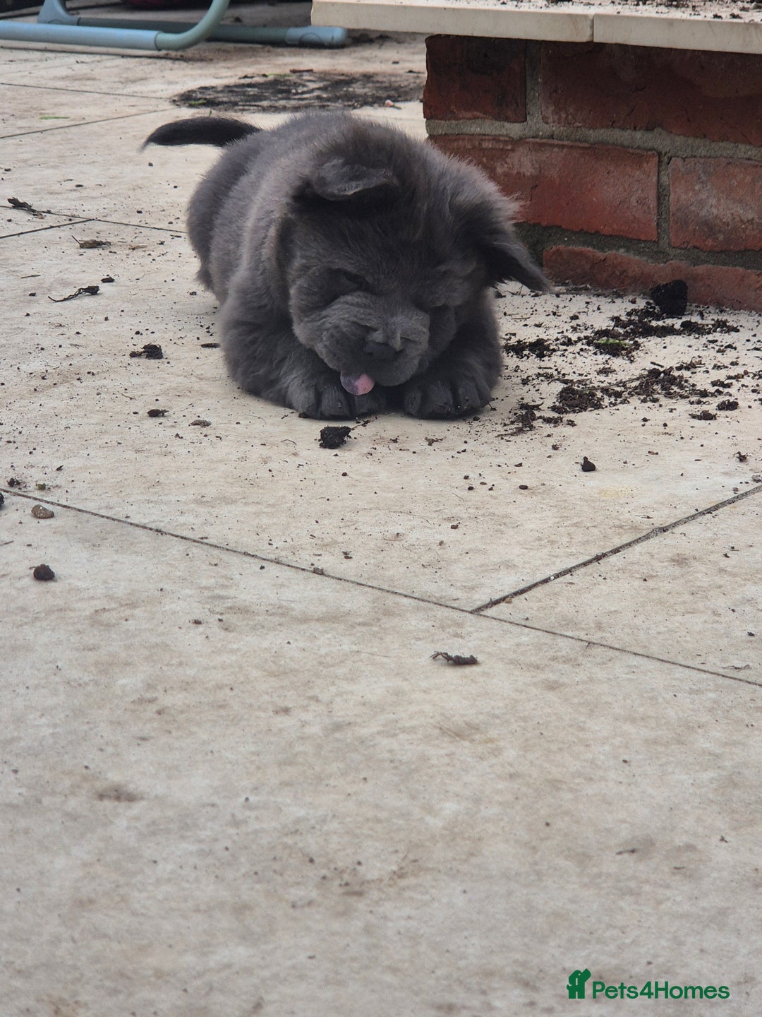 Mixed Breed dogs for sale: Chowxfrenchie Ready for new homes** - Image 9