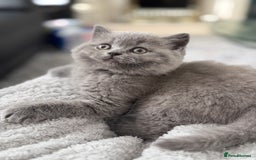 Brazilian Shorthair cats for sale: BRITISH BLUE KITTEN - Image 4
