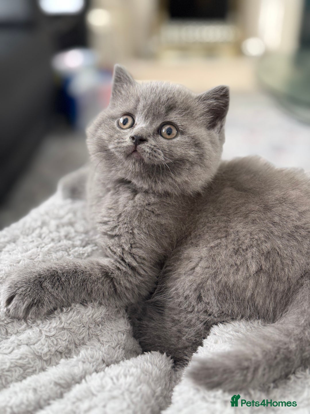 Brazilian Shorthair cats for sale: BRITISH BLUE KITTEN - Image 4