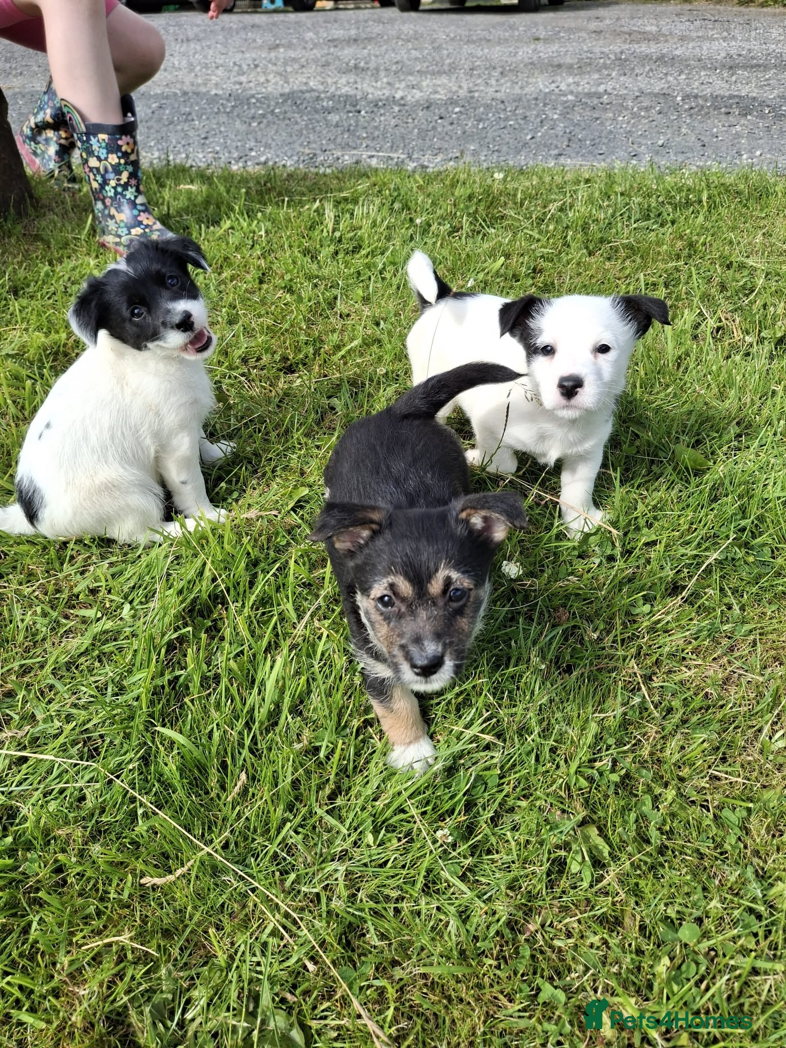 Jackapoo dogs Gorgeous little cheeky monkeys! - Advert 2