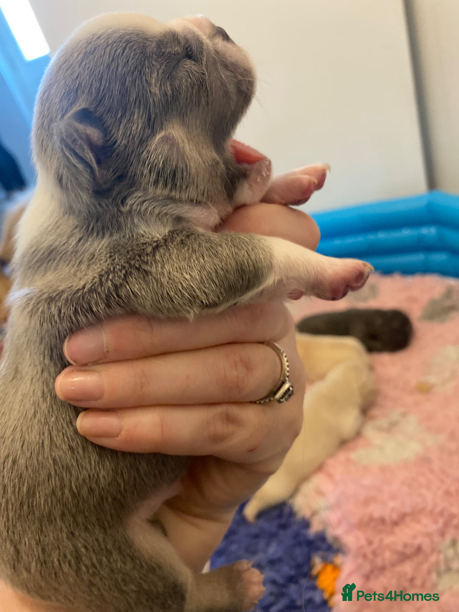 French Bulldog dogs for sale: Beautiful Mixed colours Fluffy Frenchie Pups - Advert 7